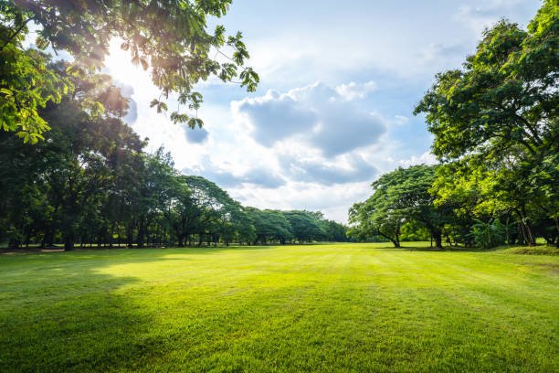 Beautiful morning light in public park with green grass field Beautiful morning light in public park with green grass field and green fresh tree plant at Vachirabenjatas Park Bangkok, Thailand beautiful land stock pictures, royalty-free photos & images