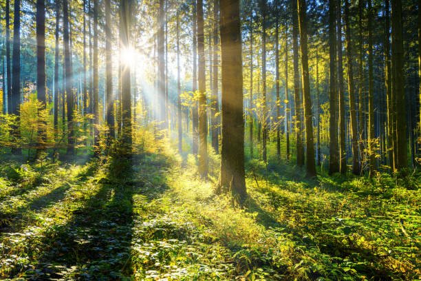 sun shining in a forest sunshine and sunrays in the woods beautiful land stock pictures, royalty-free photos & images